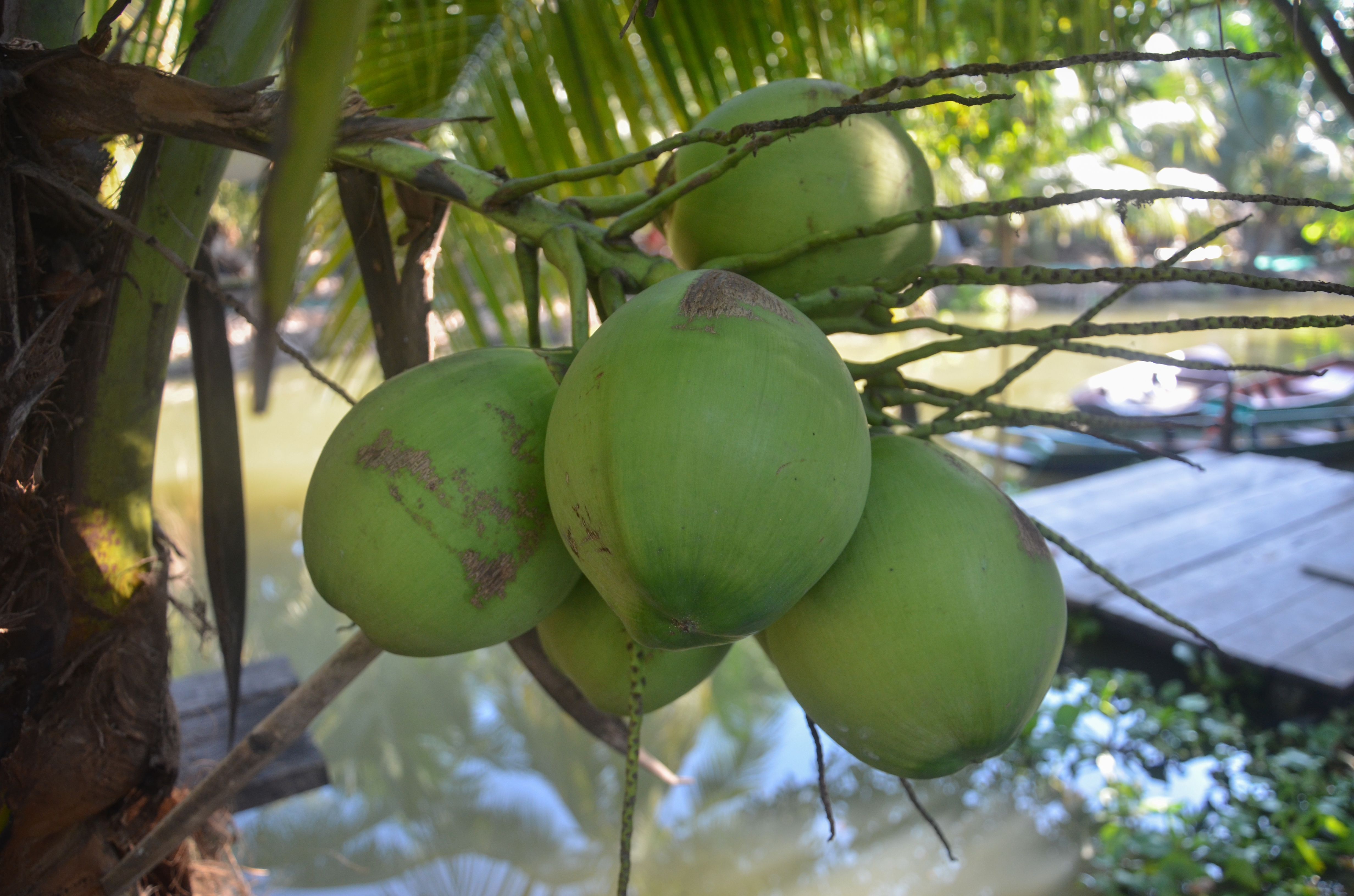 Coconut 1