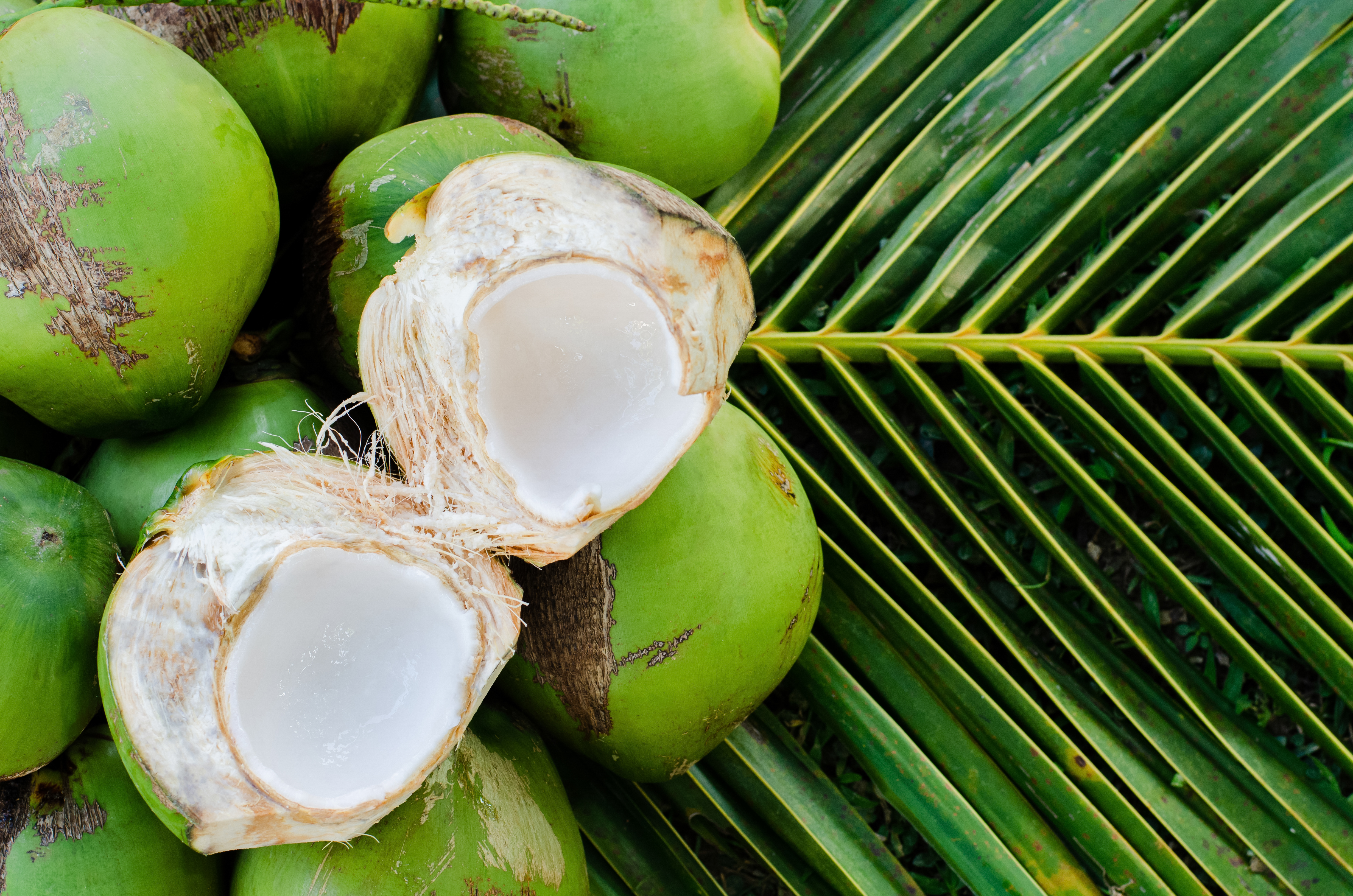 Coconut 2