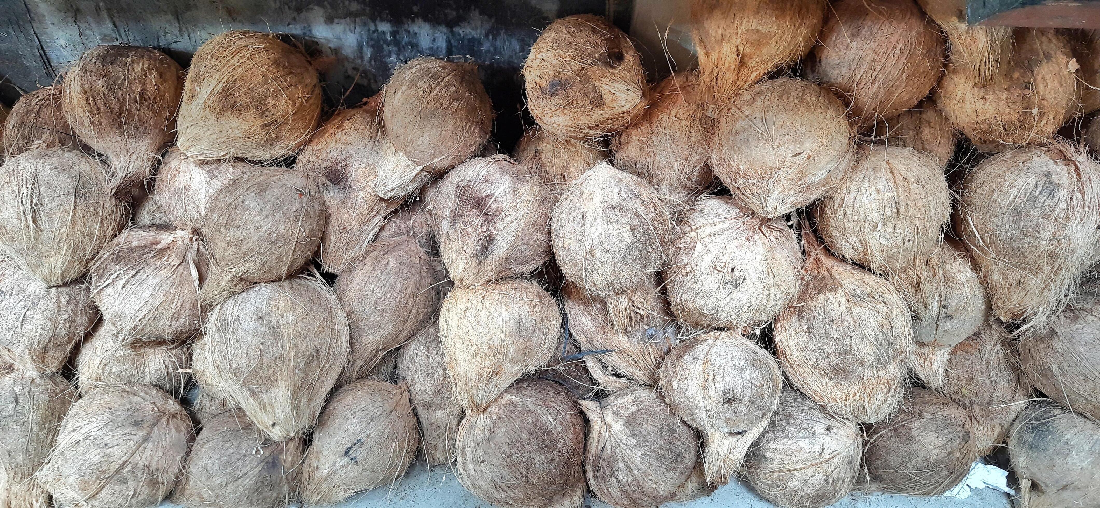 Coconut 3