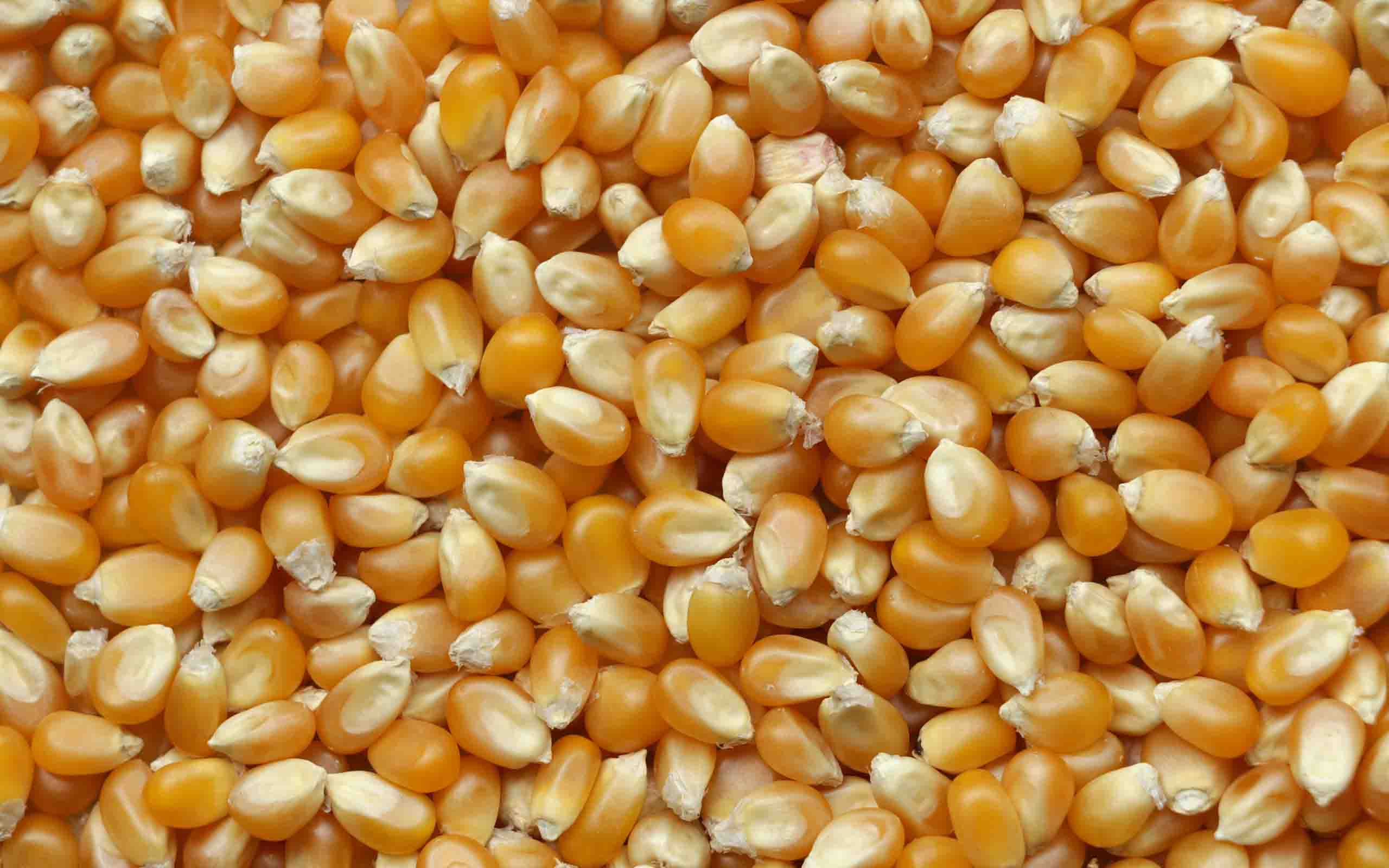 Corn