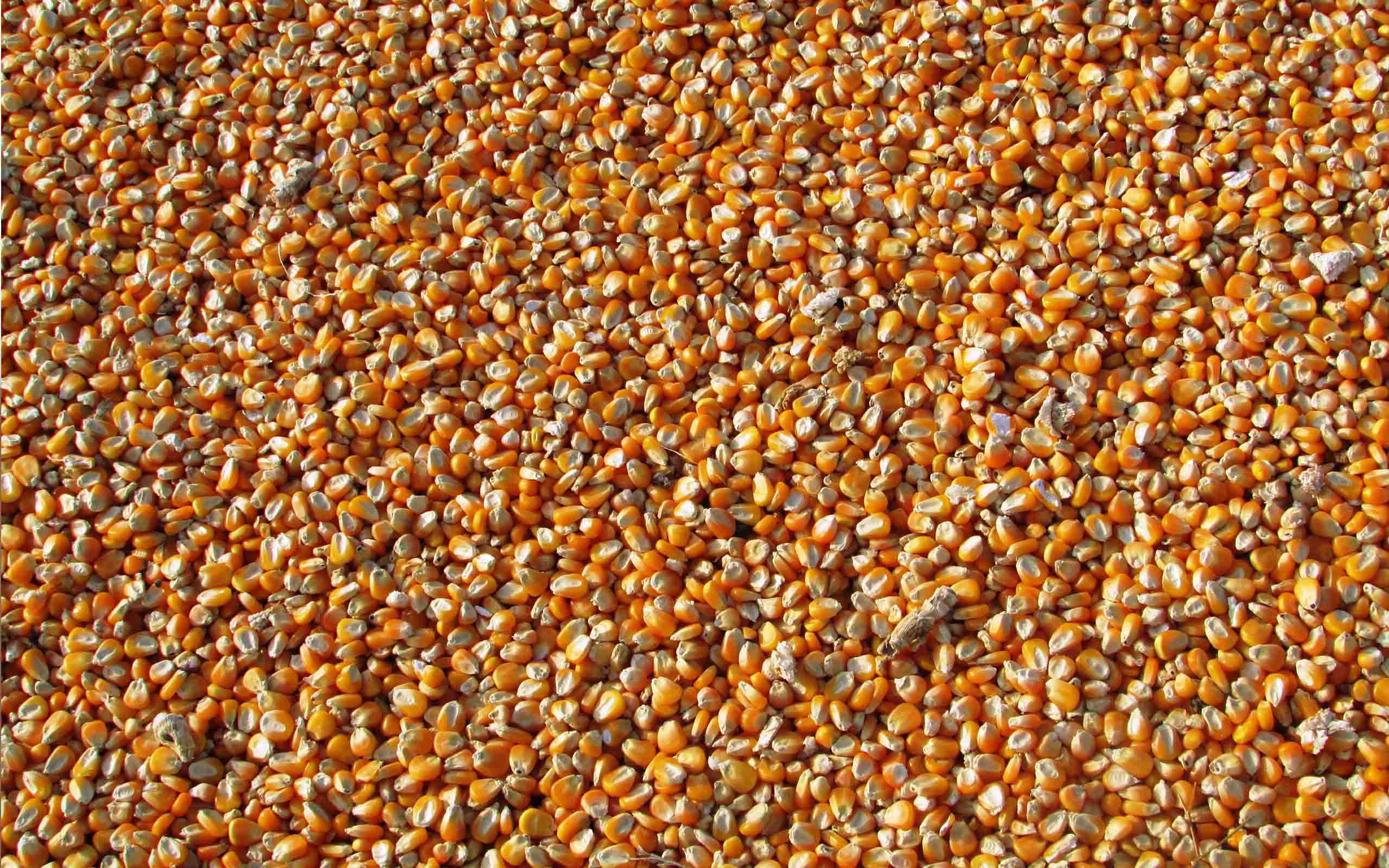 impex-corn