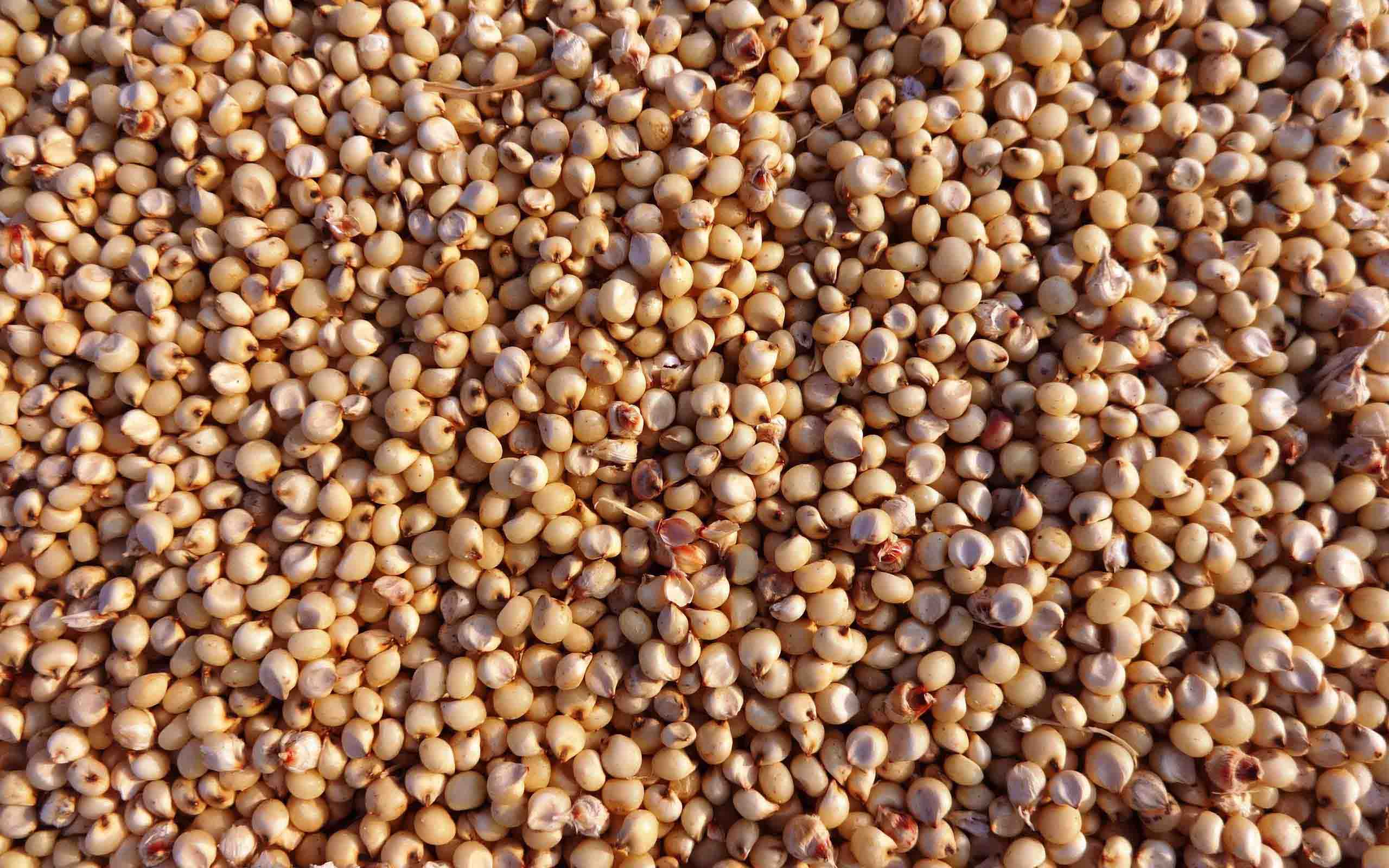jowar