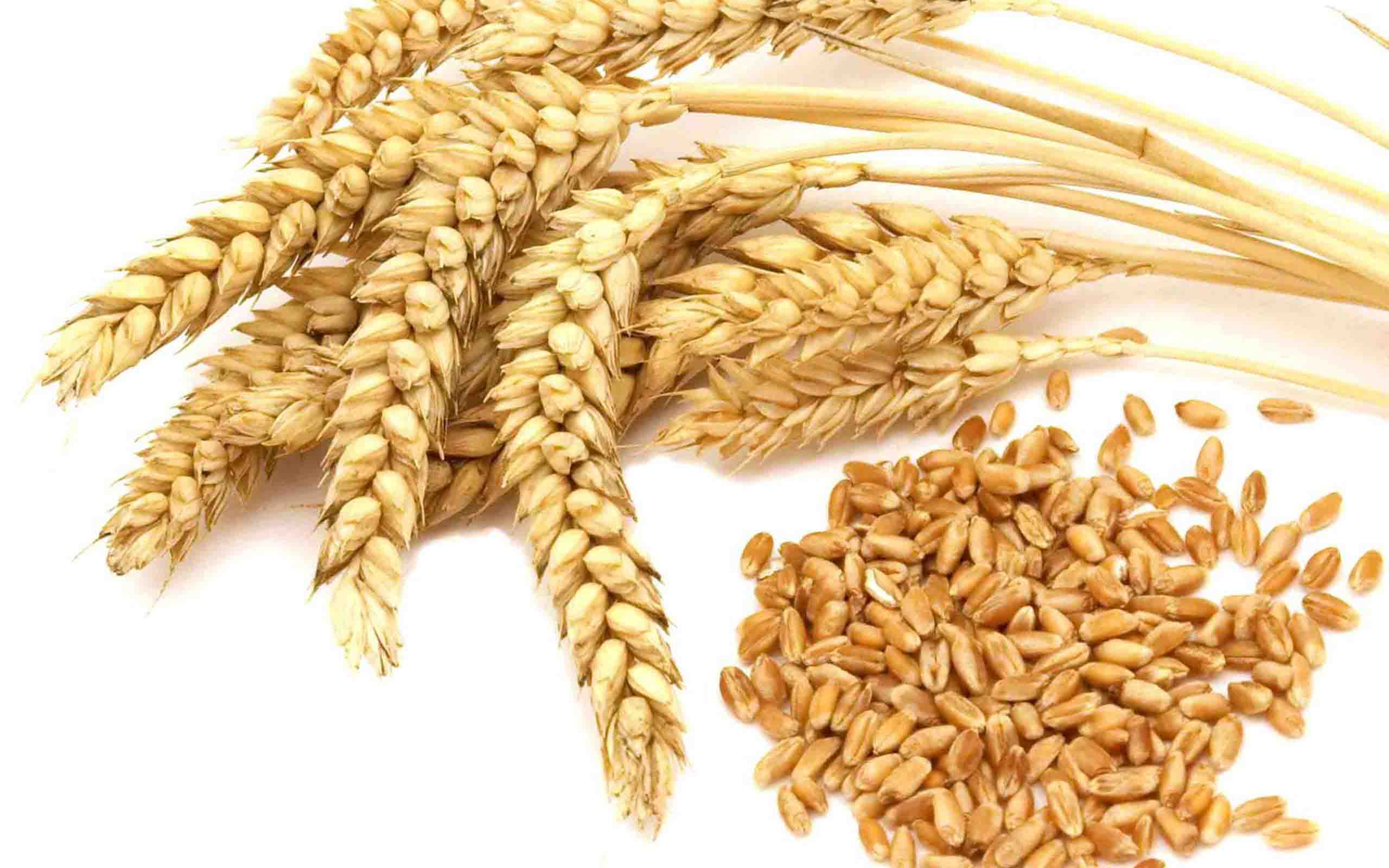 wheat